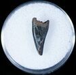 Tyrannosaurid (cf Aublysodon) Tooth - Montana #12375-1